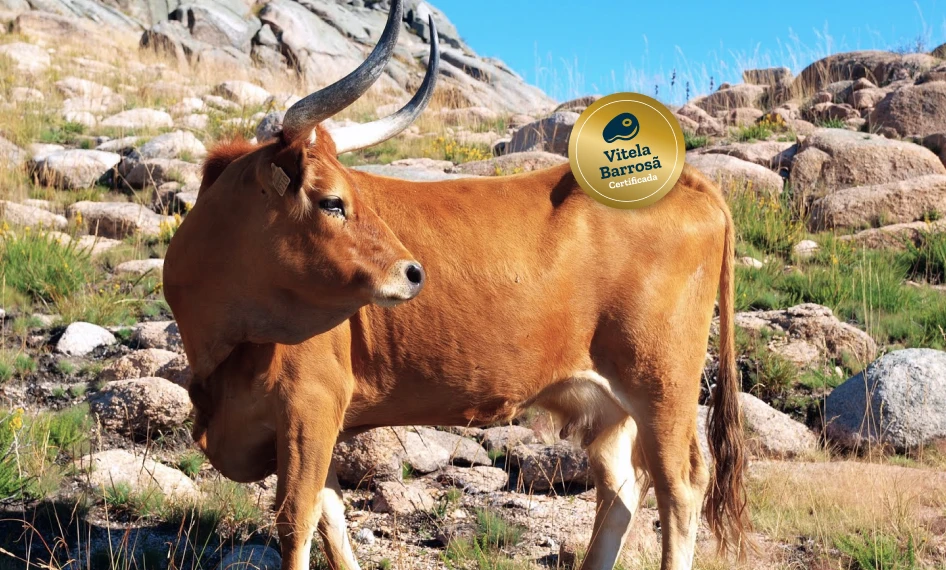 Vaca Barrosã em pastagem